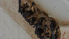 Arizona Game and Fish puts bats on display with new live-streaming camera